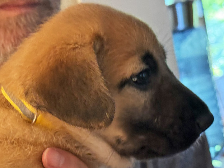 chinook puppy
